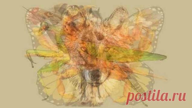 Тест - То животное, которое вы увидите первым, расскажет кое-что занимательное о вашей натуре/Вы видите волка