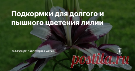 Подкормки для долгого и пышного цветения лилии Правила подкормки лилий в зависимости от времени года и стадии роста. Подходящие минеральные и органические составы, их пропорции и приготовление.
