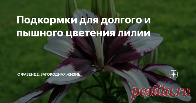 Подкормки для долгого и пышного цветения лилии Правила подкормки лилий в зависимости от времени года и стадии роста. Подходящие минеральные и органические составы, их пропорции и приготовление.