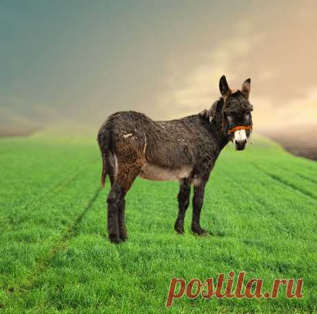 Ишак .