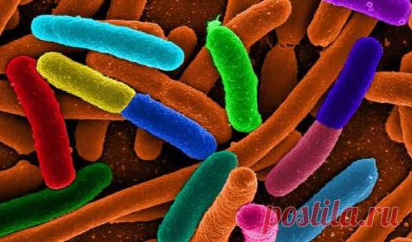 Измените свою кишечную микрофлору, и вы сбросите вес - MixedNews.ru