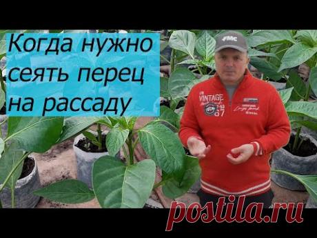 Когда сеять на рассаду сладкий перец- точные сроки для любого региона.