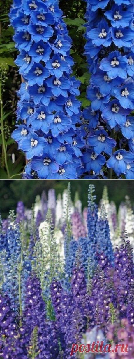 Дельфиниум - Садоводка