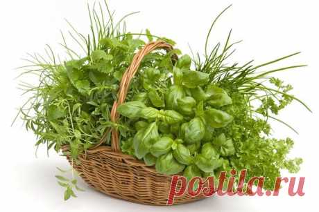 Секреты длительного хранения зелени