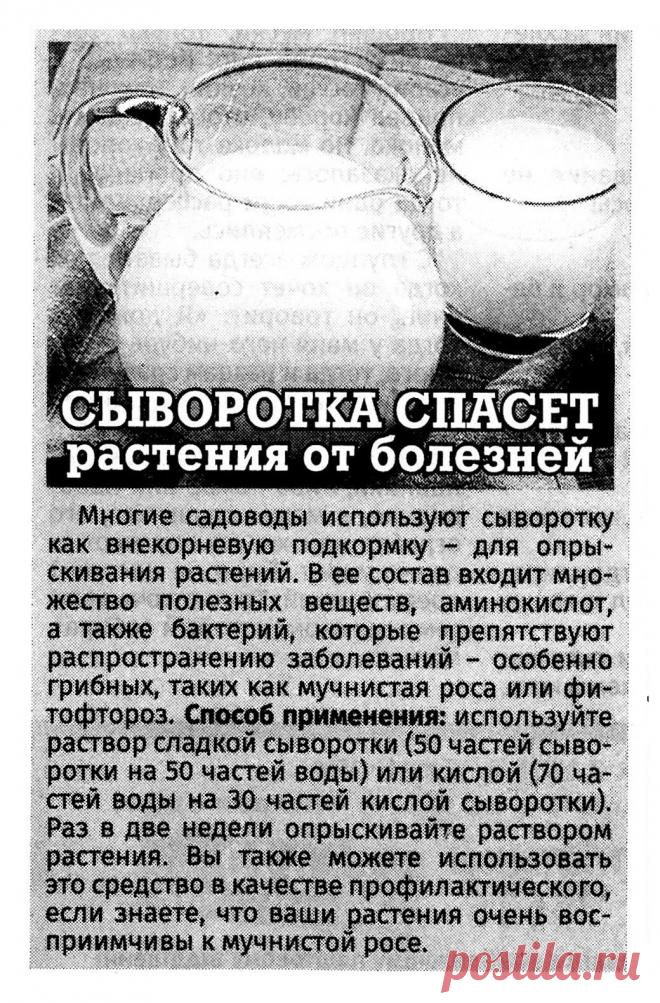 Сыворотка спасет растения от болезней