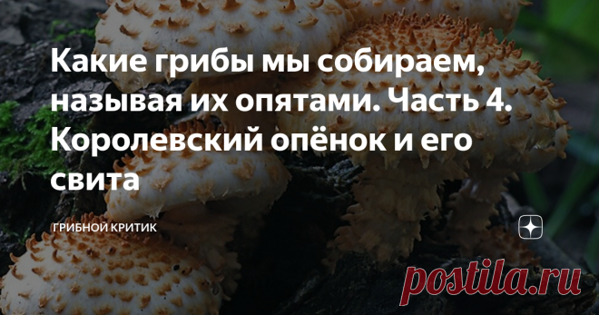 Какие грибы мы собираем, называя их опятами. Часть 4. Королевский опёнок и его свита Опята царские (королевские) - такое громкое название дали этим грибам, отнюдь не западные учёные и не российские микологи. Народная мысль придумала для них это название. С народом не стоит спорить, ибо это чревато последствиями. С мыслью же спорить, вообще, практически невозможно...
С таким же успехом можно спорить с собственным отражением в зеркале. Всегда один, из вас двоих, прав окажется. Если