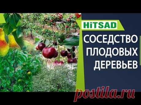 НИКОГДА НЕ САЖАЙТЕ ЭТИ ДЕРЕВЬЯ РЯДОМ ✔️ Соседство плодовых растений