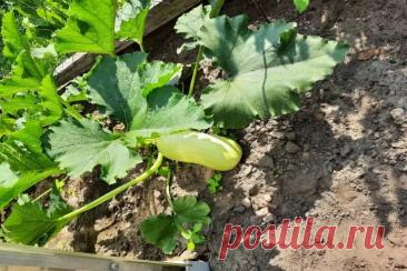 Рядом с чем сажать кабачки, чтобы они не жировали: сосед, который регулирует их аппетит. Помидоры и перцы тоже не лучшие соседи. Они создают тень и нарушают баланс влаги.
