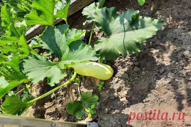 Рядом с чем сажать кабачки, чтобы они не жировали: сосед, который регулирует их аппетит. Помидоры и перцы тоже не лучшие соседи. Они создают тень и нарушают баланс влаги.