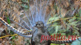 Танцующие птички - Лирохвосты!