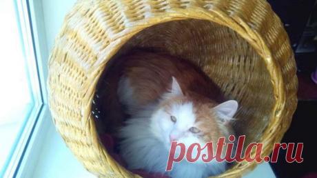 ДАМА «ПРИЮТИЛА» 15 КОШЕК ПОД ЗАМКОМ В ШАХТЕ МУСОРОПРОВОДА — Лап-Ушки.com — любимые животные