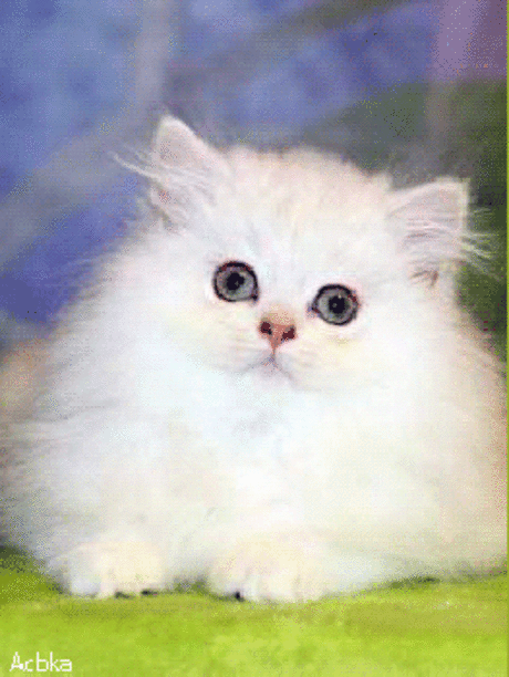 Мой Мир@Mail.Ru