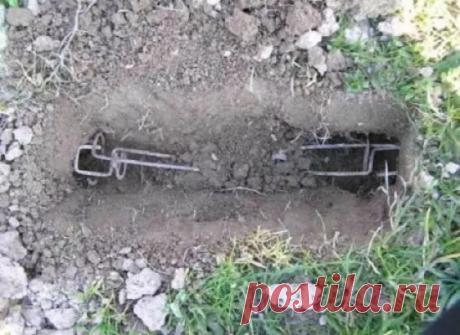 Как избавиться от кротов на даче: лучшие методы