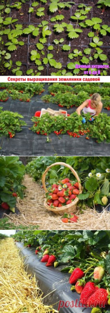 Одноклассники СЕКРЕТЫ ВЫРАЩИВАНИЯ ЗЕМЛЯНИКИ САДОВОЙ
