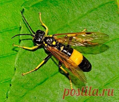 Яблонный пилильщик