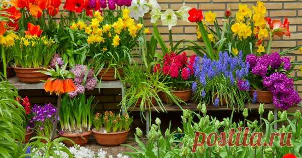 Подарок к 8 марта: как сохранить подаренные горшечные цветы в домашних условиях 