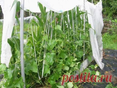 Полезное соседство для огурцов — 6 соток