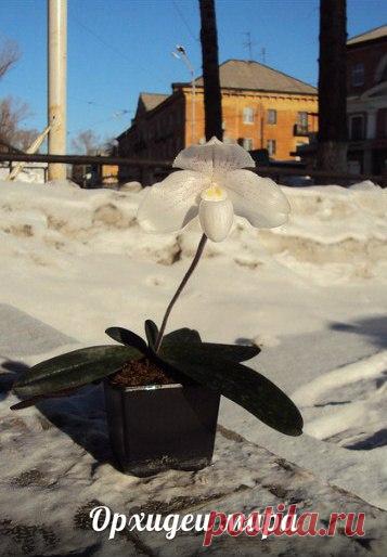 Уход за орхидеей в разные поры года: зимой, осенью, весной и летом
