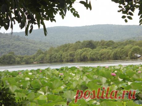 Приморский край. Лотосовое озеро.Август месяц , самое цветение...