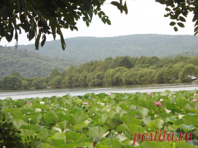 Приморский край. Лотосовое озеро.Август месяц , самое цветение...