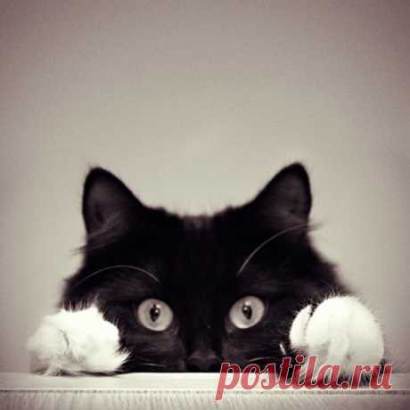 70 Clever and Adorable Examples of Pet Photography