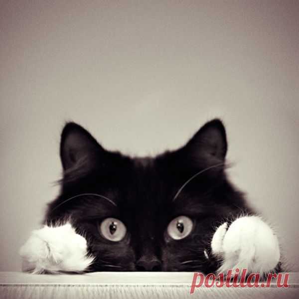 70 Clever and Adorable Examples of Pet Photography