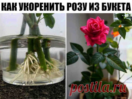 Как укоренить розу из букета?
Как часто в подаренном букете собраны красивейшие розы и нам очень хочется, чтобы в нашем саду росли такие же красавицы. Да, запросто! 
Пошаговое укоренение: 
1. Как только гости ушли, быстренько беремся не за мытье посуды, а за подготовку будущих кустов роз. Вынимаем букет из воды, обрезаем красивейшие цветки, срезаем верхнюю часть стебля с 2-3 почками, листья мож