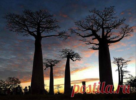 Остров Мадагаскар