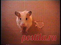 Видео в рубрике: "Наши домашние животные"