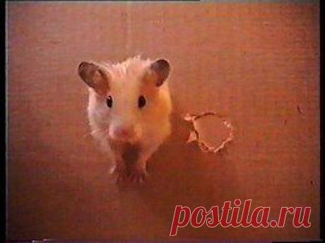 Видео в рубрике: &quot;Наши домашние животные&quot;