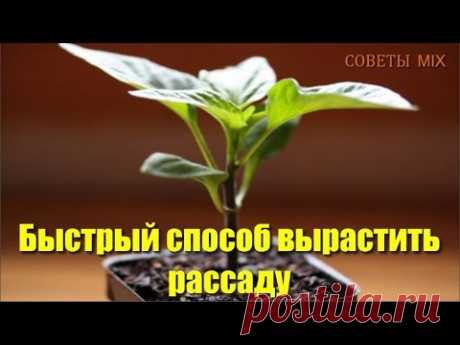 Как просто и быстро выращивать рассаду для хорошего урожая на даче - YouTube
