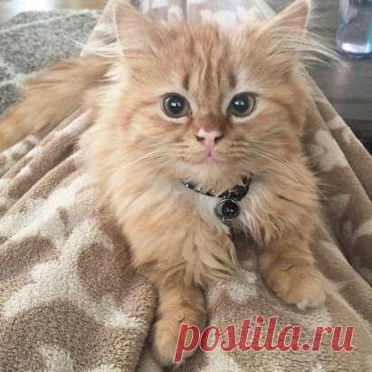 Он улыбается...