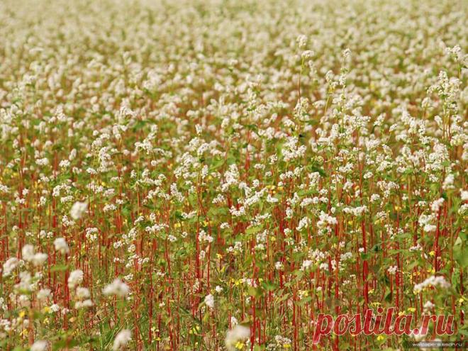 Если посеять гречку в саду - результат Вас удивит! » Женский Мир