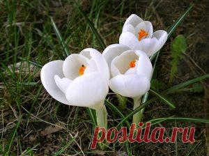Подснежник: лечение и полезные свойства