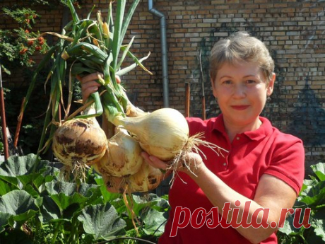 ЛУКОВАЯ ПРАВДА НА ВСЕ ВРЕМЕНА!

Когда урожай не радует, дачники задаются вопросом, как вырастить крупный лук, что для этого нужно, есть ли секреты или хитрости? Правильная агротехника – основа основ, которую мало кто соблюдает, к тому же, сорт имеет большое значение, ну и зона культивирования, на Урале или в Сибири, Подмосковье, в Ленинградской области, на Кубани осуществляются посадки…

ГРЯДКА ДЛЯ ЛУКА НЕ ПРОСТАЯ, А НА УДОБРЕНИЯХ!
Многие дачники и огородники считают лук н...