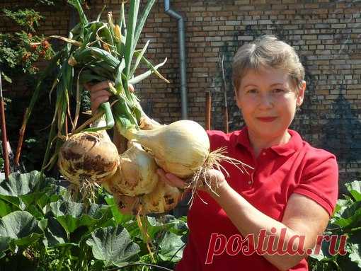 ЛУКОВАЯ ПРАВДА НА ВСЕ ВРЕМЕНА!

Когда урожай не радует, дачники задаются вопросом, как вырастить крупный лук, что для этого нужно, есть ли секреты или хитрости? Правильная агротехника – основа основ, которую мало кто соблюдает, к тому же, сорт имеет большое значение, ну и зона культивирования, на Урале или в Сибири, Подмосковье, в Ленинградской области, на Кубани осуществляются посадки…

ГРЯДКА ДЛЯ ЛУКА НЕ ПРОСТАЯ, А НА УДОБРЕНИЯХ!
Многие дачники и огородники считают лук н...