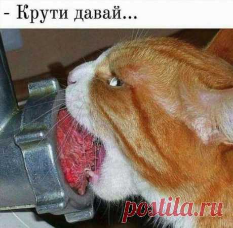 Смешные картинки с надписями (47 шт) . Тут забавно !!!