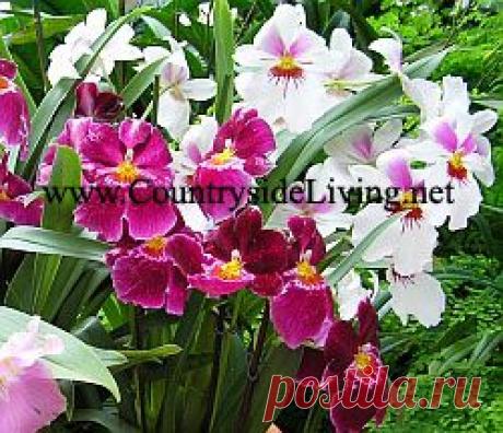 Орхидеи домашние в горшке. Уход в домашних условиях