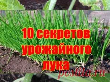 10 секретов урожайного лука