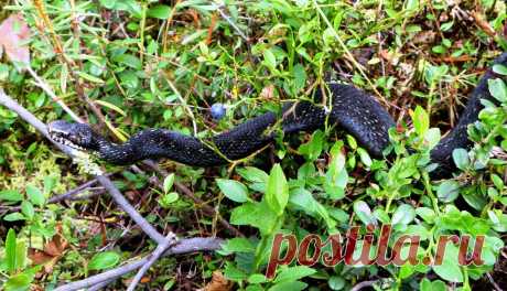 Яндекс.Фотки