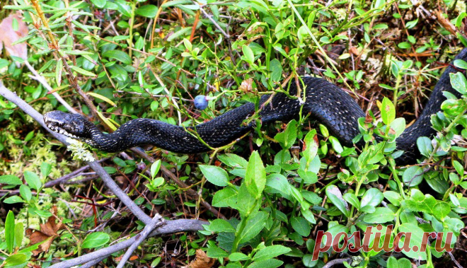 Яндекс.Фотки