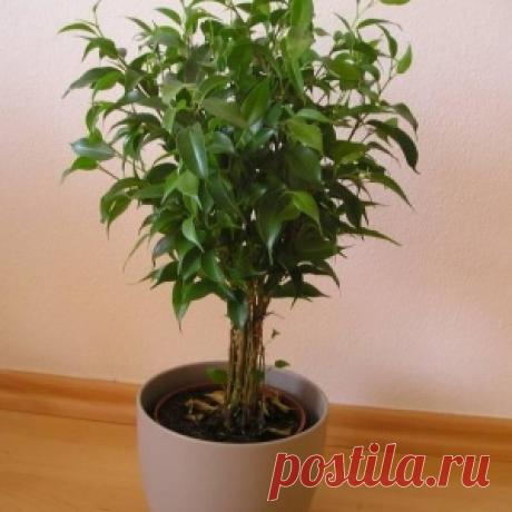 Фикус Бенджамина (Ficus benjamina)