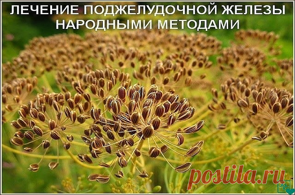 Лечение поджелудочной железы. Народная медицина. ЛЕЧЕНИЕ ПОДЖЕЛУДОЧНОЙ ЖЕЛЕЗЫ НАРОДНЫМИ МЕТОДАМИ То, чего не расскажет ни один врач! Поджелудочная железа — один из важных внутренних органов человеческого