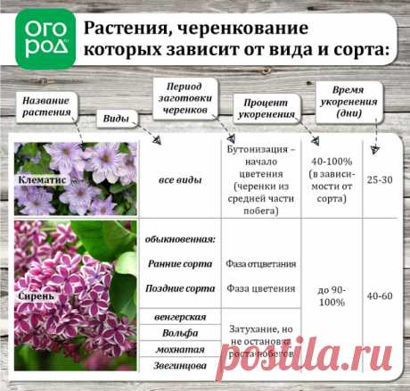 Летнее размножение декоративных растений зелеными черенками