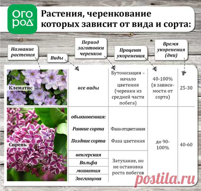 Летнее размножение декоративных растений зелеными черенками