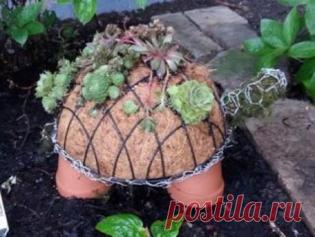 УДИВИТЕЛЬНАЯ ЧЕРЕПАХА ИЗ ЦВЕТОВ
Дивная черепаха из цветов будет отличной идеей для оформления дачных цветников. Её можно сделать любых размеров и посадить подходящие цветы. Хорошо подходят разного вида суккуленты.