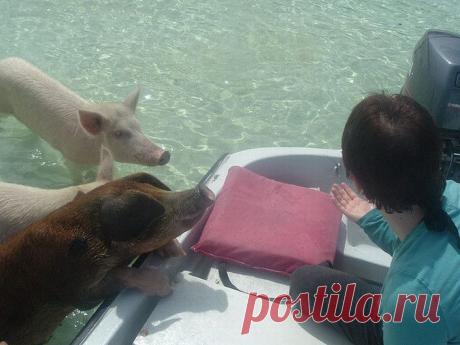 морские свиньи