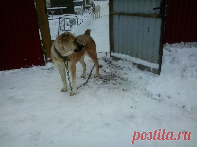 среднеазиатская овчарка
