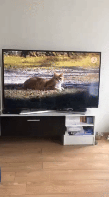 gif-15112019-005.gif (360×648)