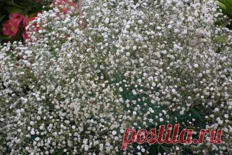 Выращивание и сорта гипсофилы.